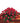 red roses casket spray