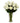one dozen long stem white roses